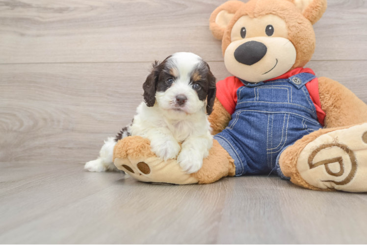 Playful Cavapoodle Poodle Mix Puppy