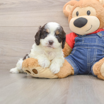 Playful Cavapoodle Poodle Mix Puppy