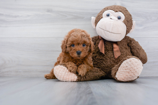 Adorable Cavoodle Poodle Mix Puppy