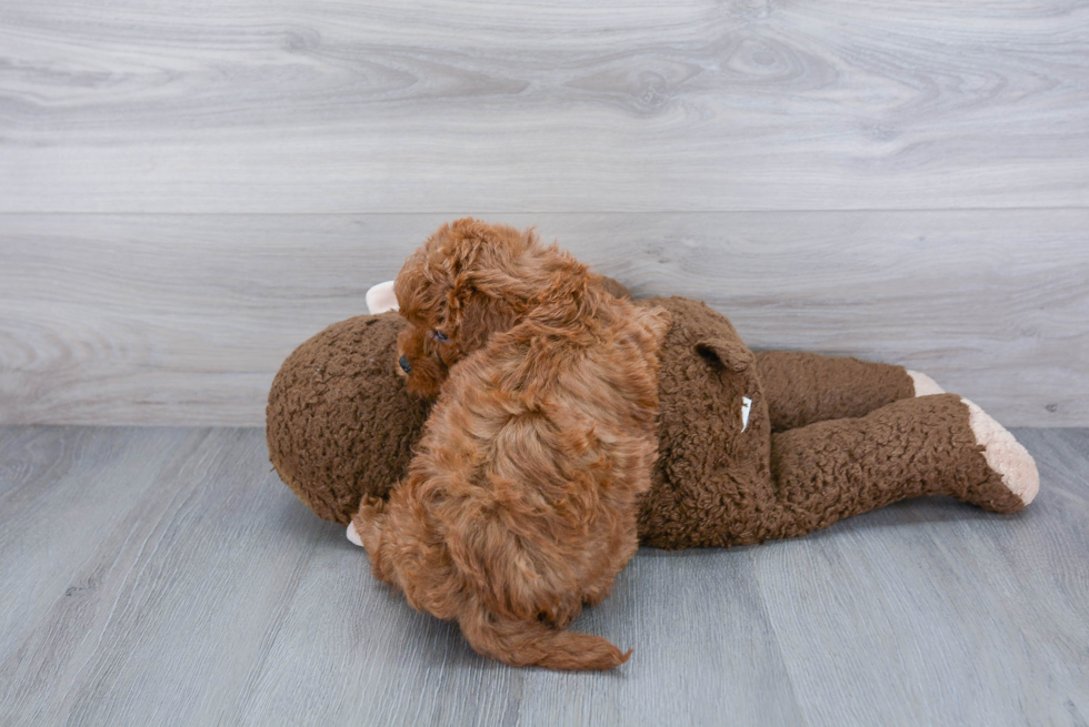 Energetic Cavoodle Poodle Mix Puppy