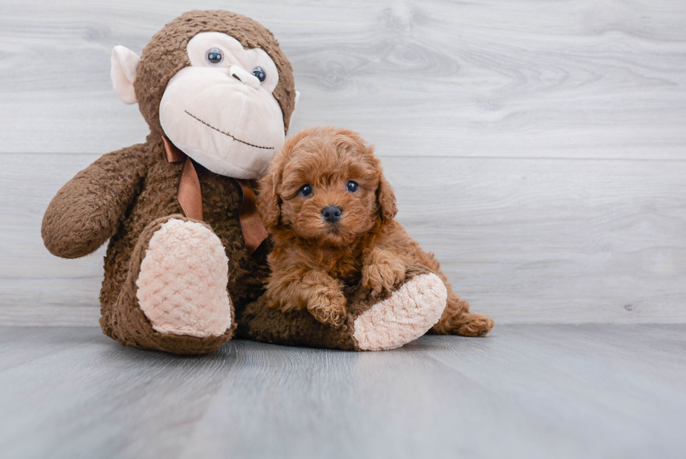 Best Cavapoo Baby