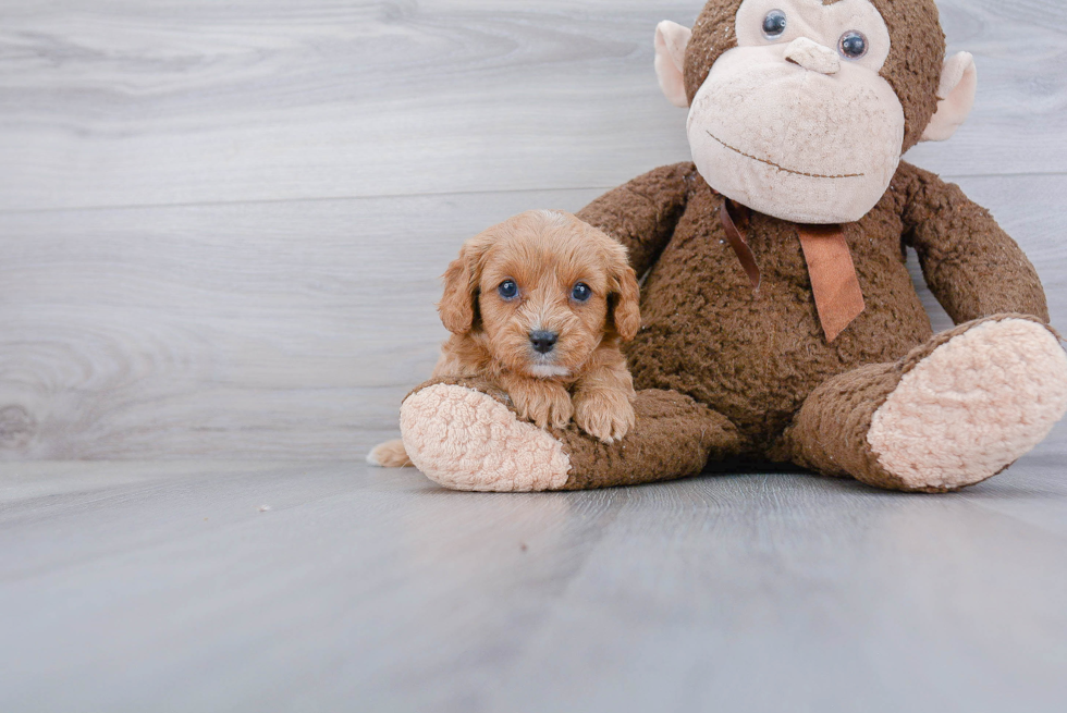 Little Cavoodle Poodle Mix Puppy