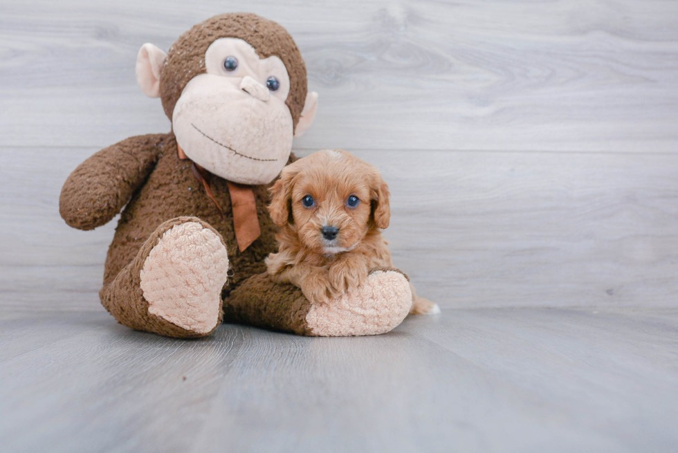 Cavapoo Pup Being Cute