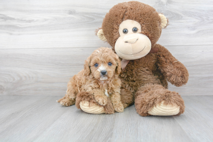 Hypoallergenic Cavoodle Poodle Mix Puppy