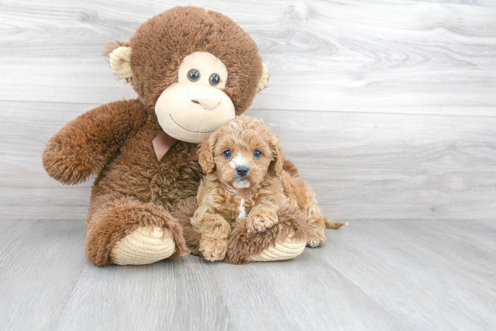 Playful Cavoodle Poodle Mix Puppy