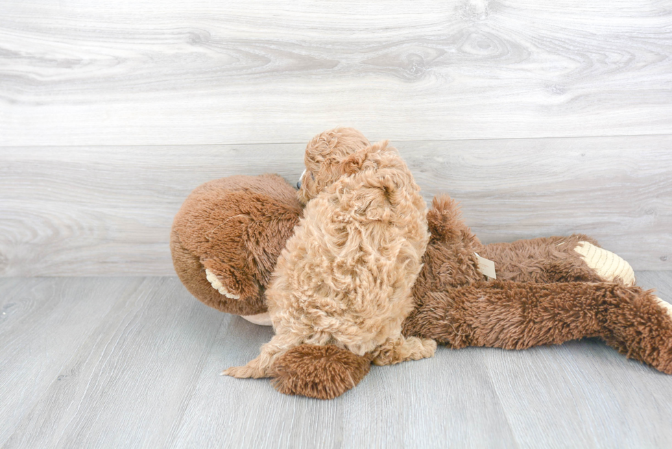 Adorable Cavoodle Poodle Mix Puppy