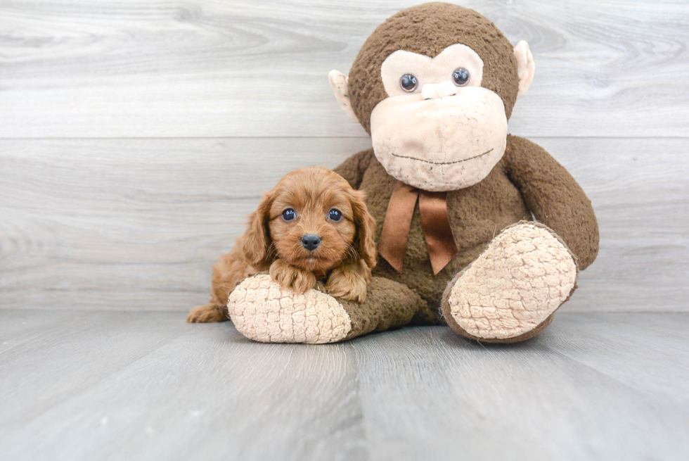 Cavapoo Puppy for Adoption