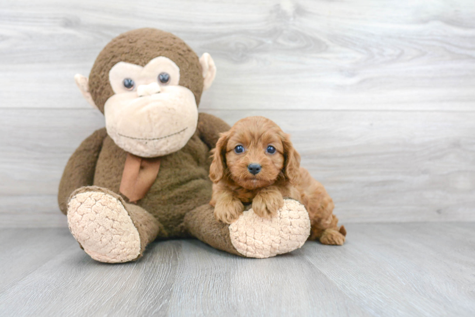 Best Cavapoo Baby