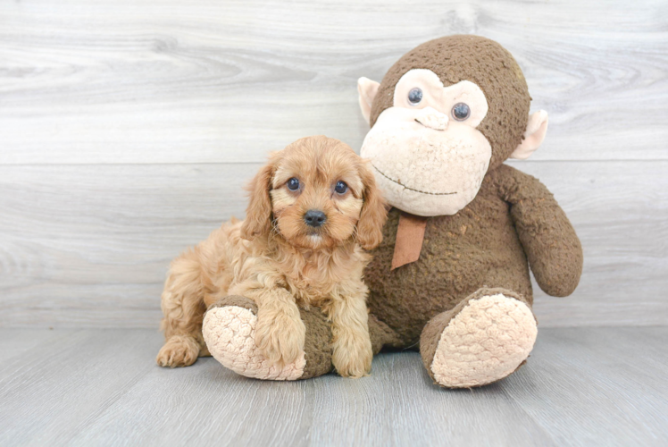 Cavapoo Pup Being Cute