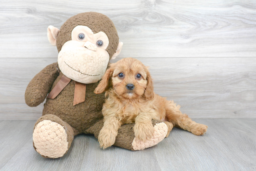 Best Cavapoo Baby