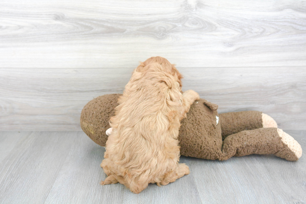 Cavapoo Puppy for Adoption