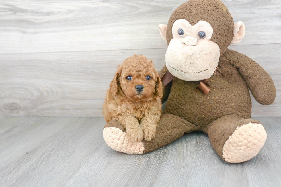 Hypoallergenic Cavoodle Poodle Mix Puppy