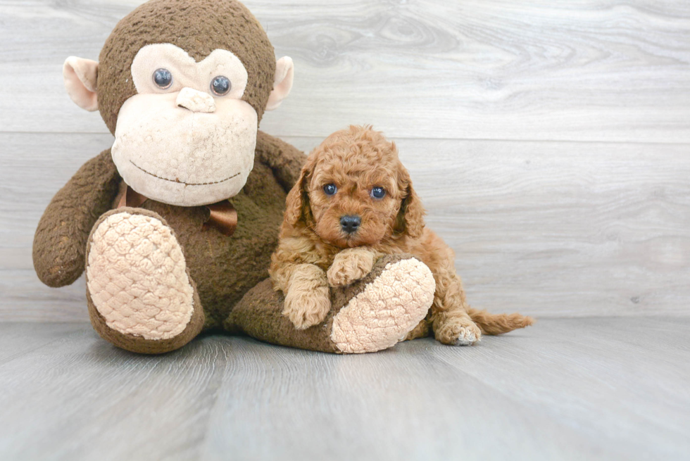 Best Cavapoo Baby