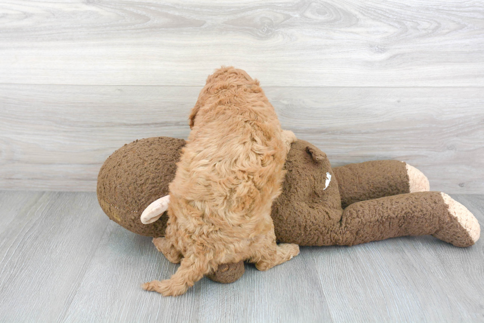 Little Cavoodle Poodle Mix Puppy