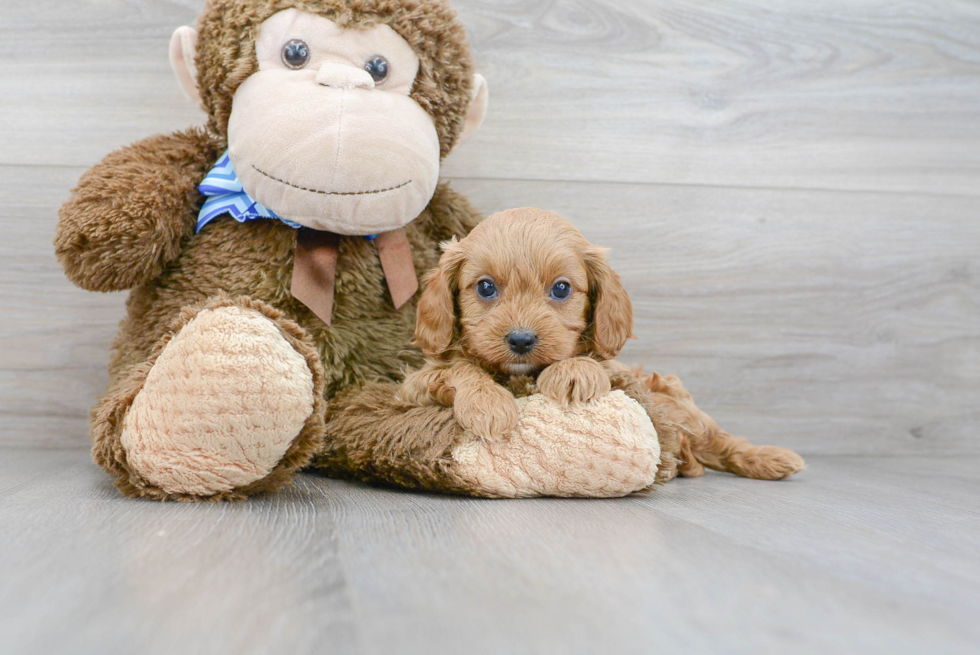 Best Cavapoo Baby