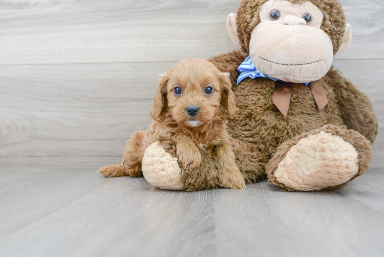 Best Cavapoo Baby