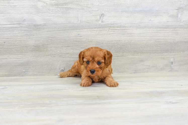 Happy Cavapoo Baby