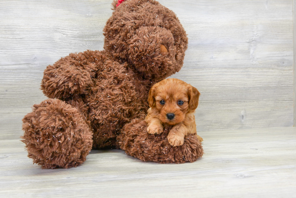 Best Cavapoo Baby