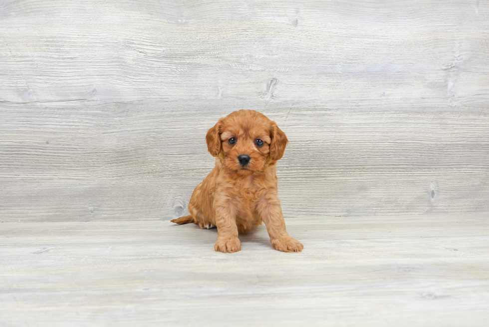 Cavapoo Puppy for Adoption