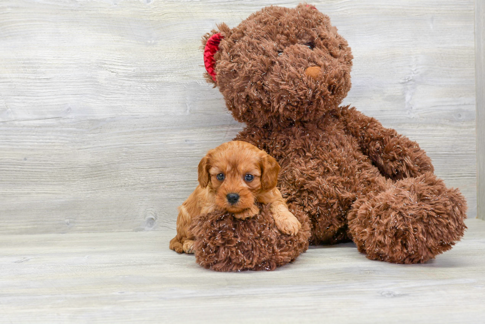 Adorable Cavoodle Poodle Mix Puppy