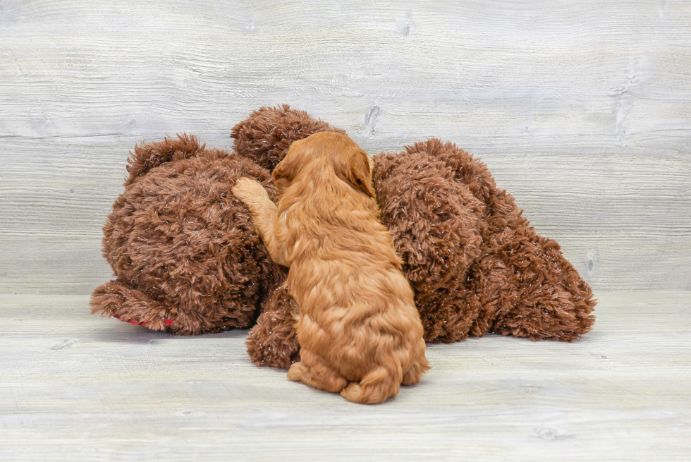 Cavapoo Pup Being Cute