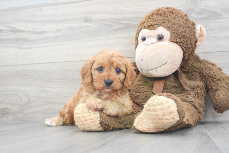 Best Cavapoo Baby