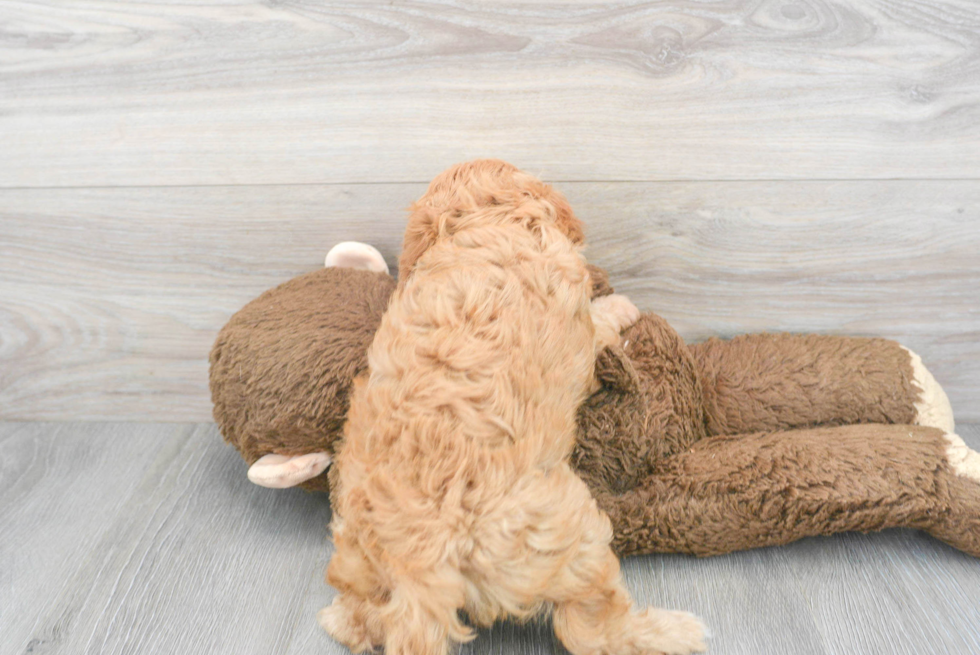 Cavapoo Pup Being Cute