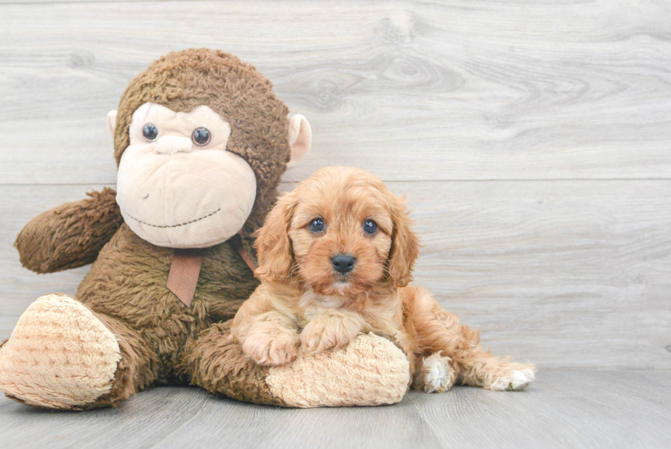 Best Cavapoo Baby