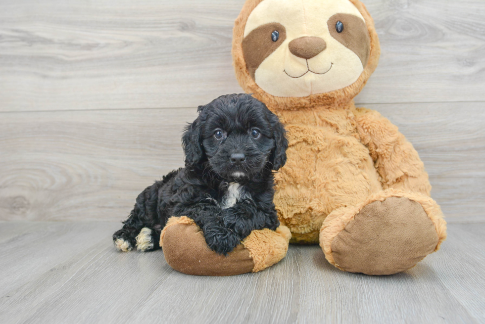 Petite Cavapoo Poodle Mix Pup