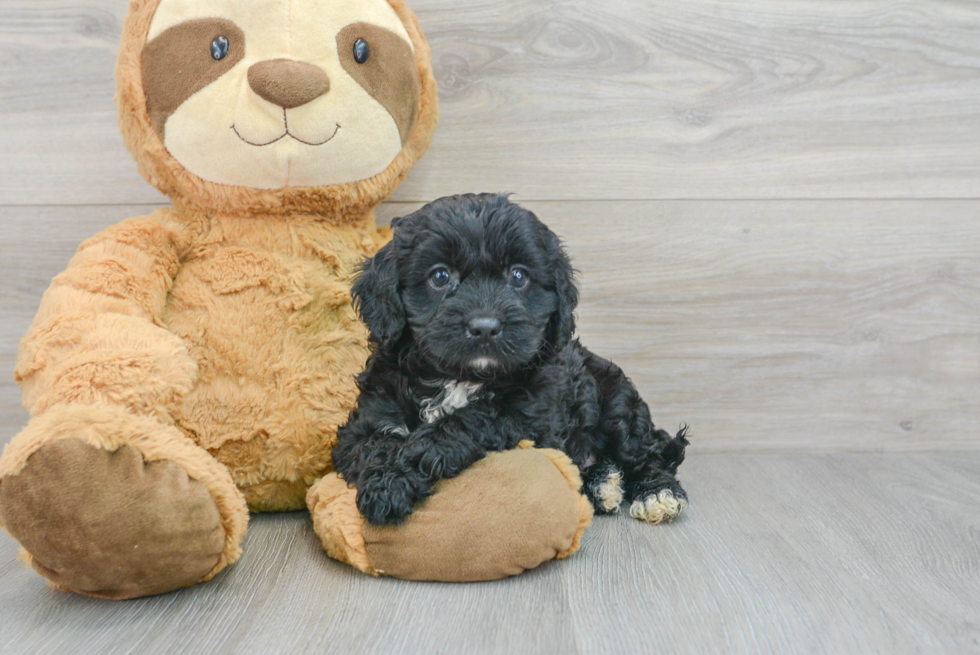 Best Cavapoo Baby