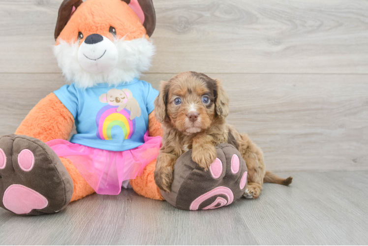 Best Cavapoo Baby
