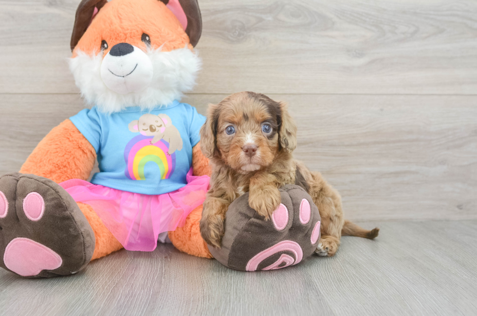 5 week old Cavapoo Puppy For Sale - Premier Pups