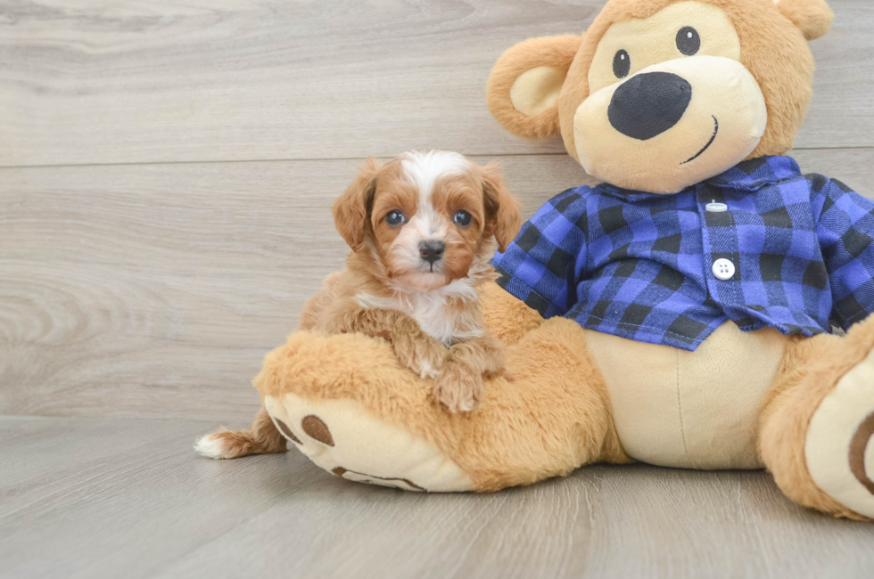 6 week old Cavapoo Puppy For Sale - Premier Pups