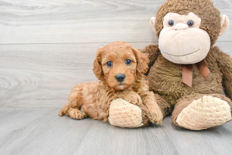 Small Cavapoo Baby