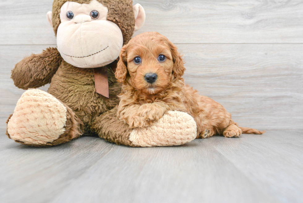 Adorable Cavoodle Poodle Mix Puppy