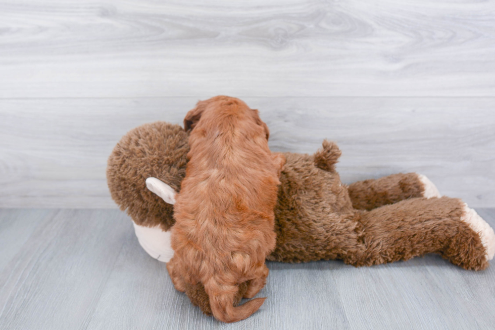 Cavapoo Puppy for Adoption