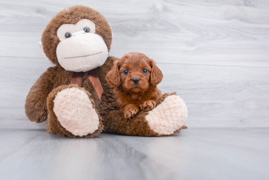 Best Cavapoo Baby