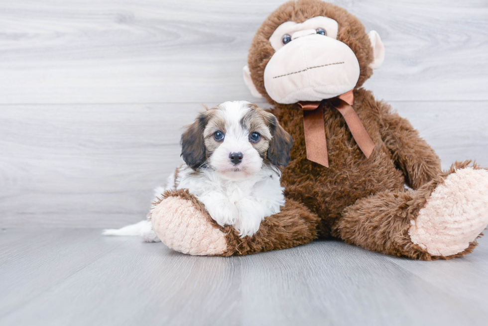 Cavapoo Pup Being Cute