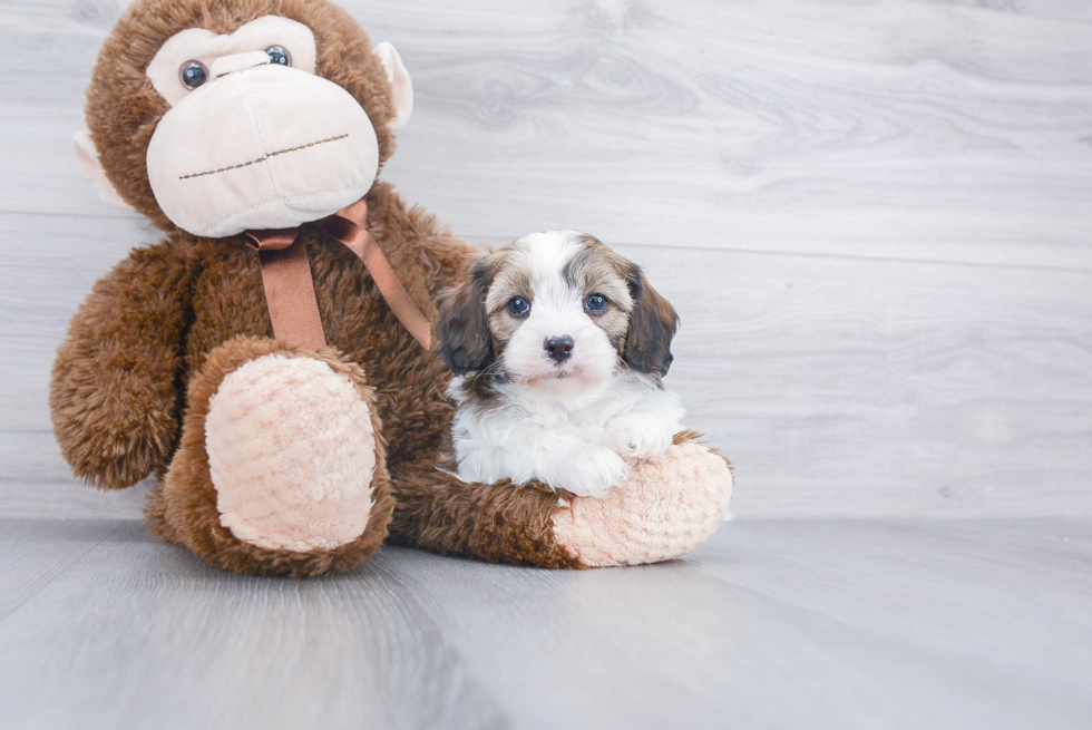 Popular Cavapoo Poodle Mix Pup