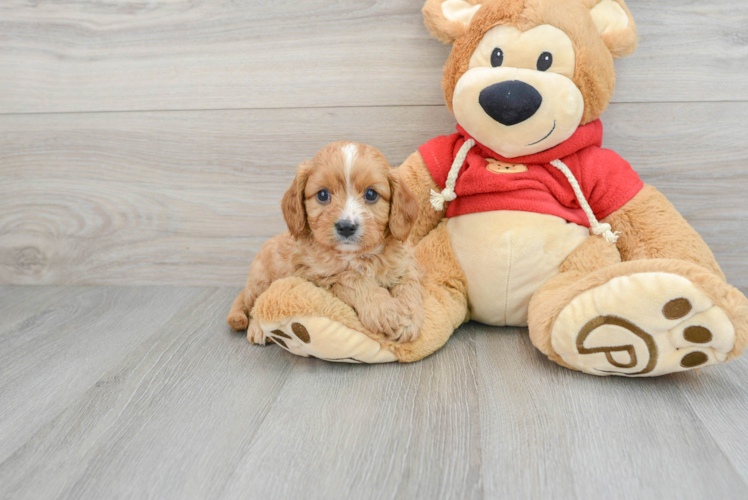 Popular Cavapoo Poodle Mix Pup