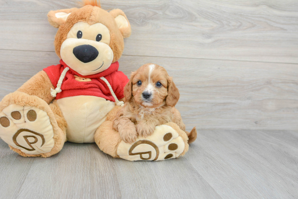 Cavapoo Pup Being Cute