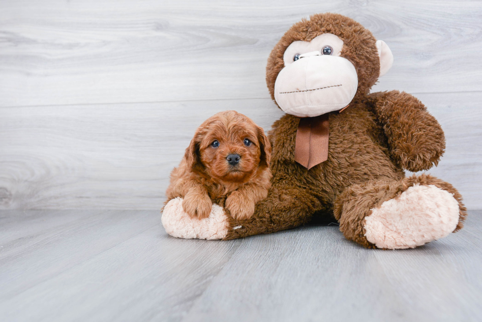 Adorable Cavoodle Poodle Mix Puppy