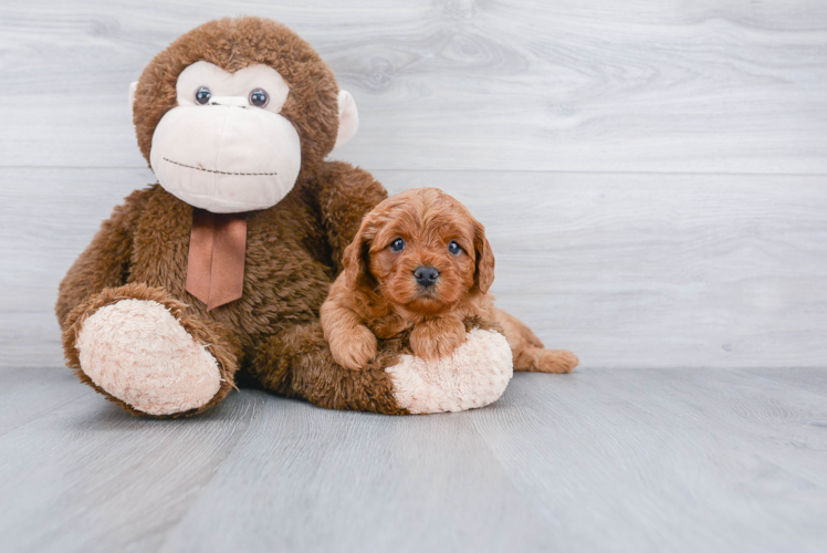 Cute Cavapoo Baby