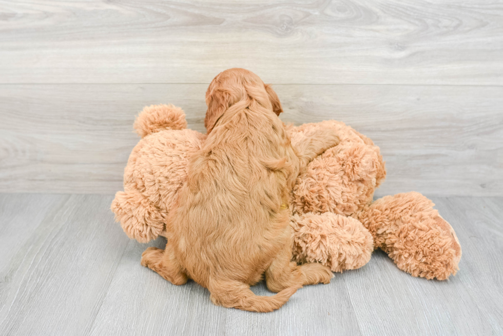 Cavapoo Puppy for Adoption