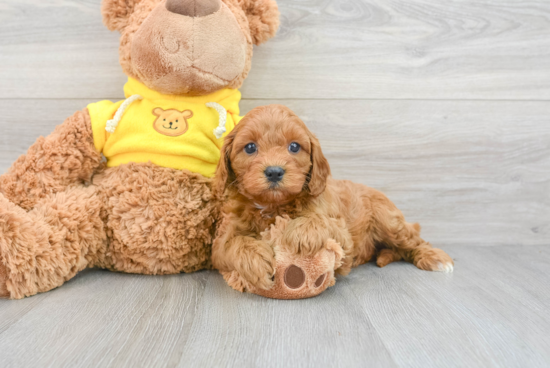 Cavapoo Puppy for Adoption