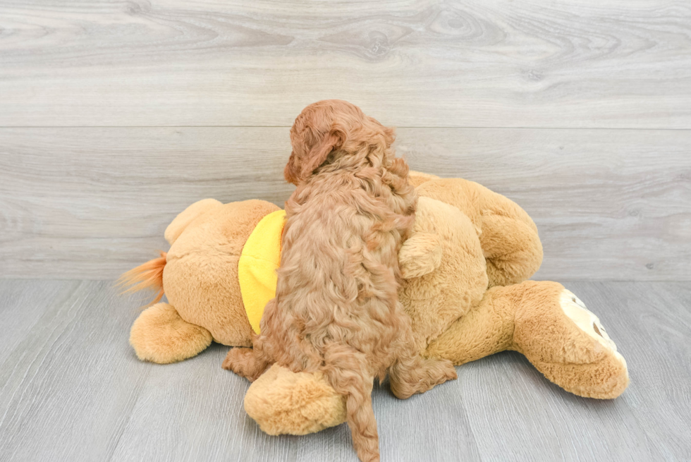 Playful Cavoodle Poodle Mix Puppy