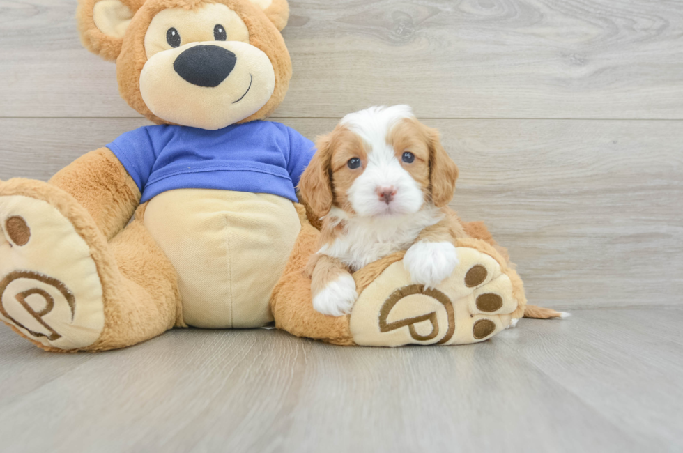 7 week old Cavapoo Puppy For Sale - Premier Pups