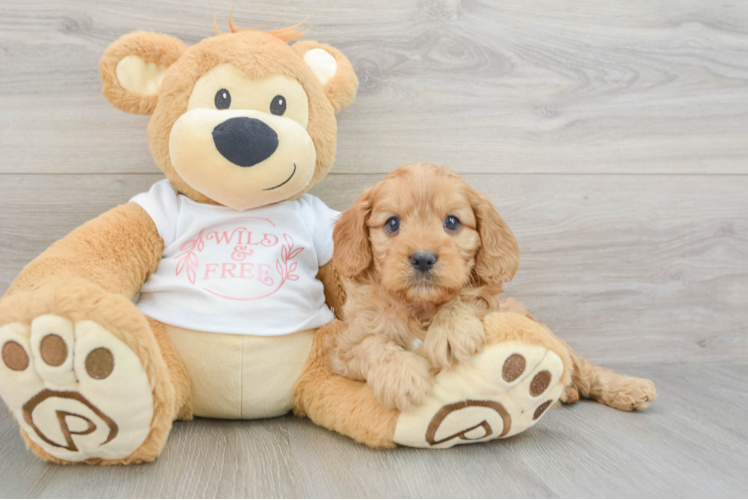 Cute Cavapoo Baby