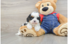 Cavapoo Pup Being Cute