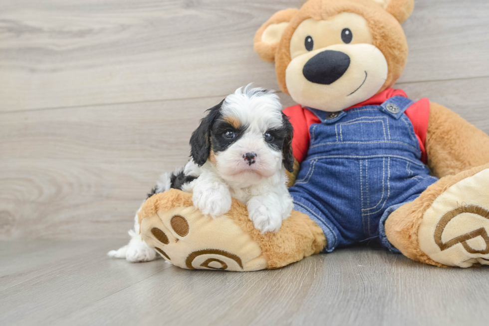 Cavapoo Pup Being Cute